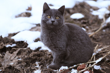 Stray cat sitting near snow in winter