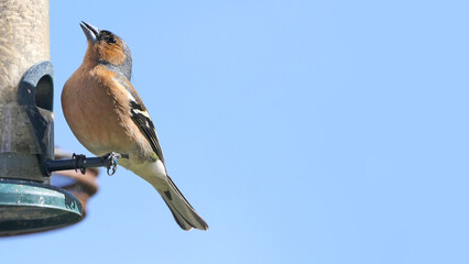 Chaffinch feeding from a bird table in UK