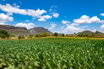 Fototapeta na wymiar tobacco field with blue sky