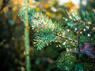 christmas tree branches