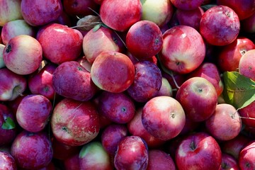 Harvesting apples, a lot of freshly harvested red apples, top view, autumn natural background, Quebec, Canada