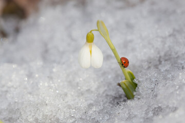 ladybug on snowdrops flower