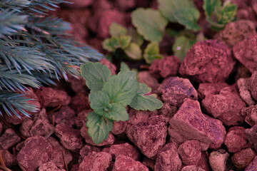 green leaves and reddish rocks