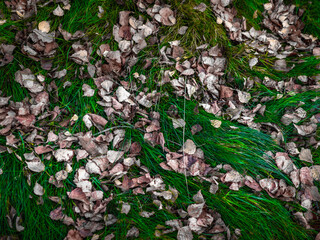 flowers in the garden