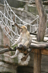 A captive Barbary macaque (Macaca sylvanus), also known as Barbary ape or magot, in its enclosure in a zoo