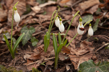 Blooming snowdrop flowers in the forest