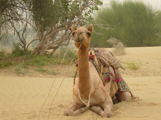 Camel in the desert near Jaisalmer, Rajasthan