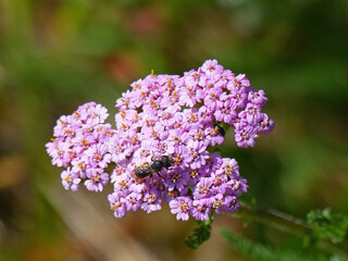 Pink Blooming Yarrow With Insects, Achillea Millefolium © Stockfotos