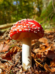 Fly Agaric, Amanita Muscaria
