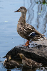 Mallard (Anas platyrhynchos), Lagan River, Belfast, Northern Ireland, UK