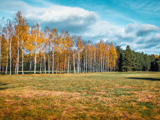 autumn in the forest