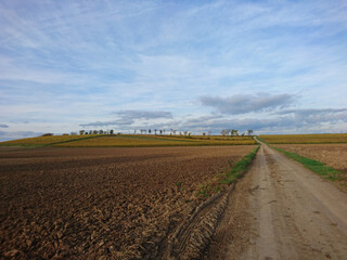 Fototapeta na wymiar Agricultural Landscape With A Field Path In Rhinehesse, Autumn, Rhineland-Palatinate, Germany