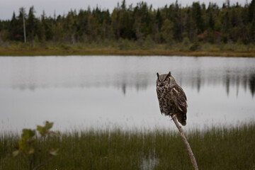Barn Owl