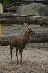 A vietnamese sika deer (Cervus nippon pseudaxis) watching into the distance in its outdoor enclosure in a zoo
