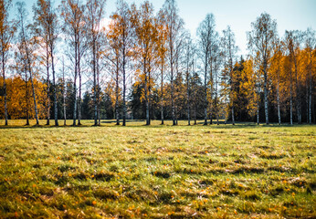 autumn in the forest