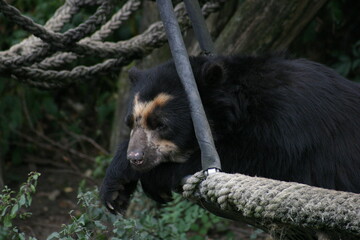 A sad Spectacled bear (Tremarctos ornatus), also known as the Andean bear, Andean short-faced bear or mountain bear and locally as jukumari, ukumari or ukuku, sleeping in its enclosure in a zoo