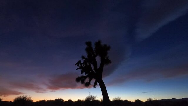 Holy Grail Time Lapse of a Joshua Tree