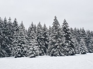 Wald im Schnee, Hunsrück 2021