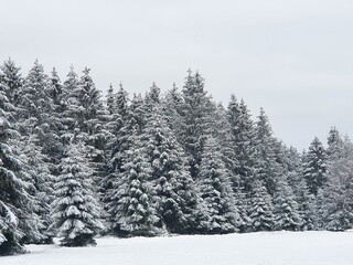 Wald im Schnee, Hunsrück 2021