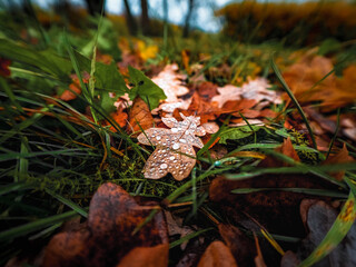 autumn leaves in the forest