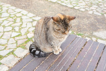 Sleeping cat