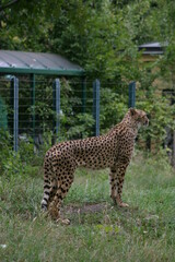 A captive cheetah (Acinonyx jubatus) standing on a hill in its enclosure in a zoo