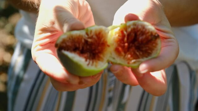 Cutting fig in half with woman hands.