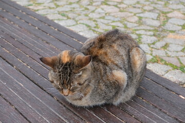 cat