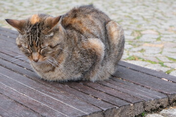cat