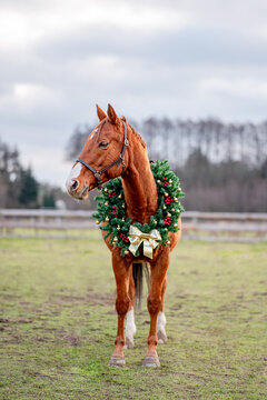 Horse portrait on nature background with a christmas wreath. Beautiful christmas portrait of a horse stallion mare.