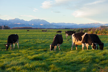 cows eating grass in the field	