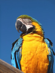 Macro of a wild macaw parrot in front of blue sky