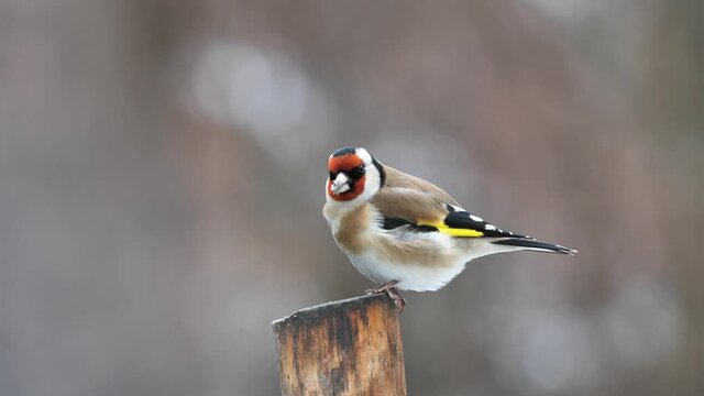 european goldfinch (carduelis carduelis) sitting on the trunk