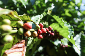 Coffee beans ripening, fresh coffee,red berry branch