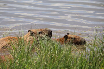 Capivaras na Lagoa