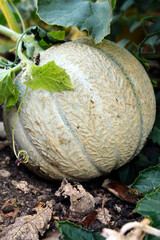 Beautiful and delicious melon, ready for harvest in a vegetable garden.