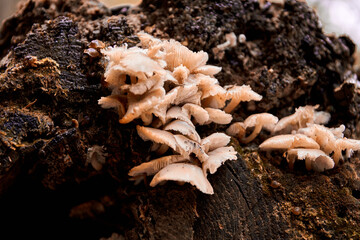 mushroom on the tree