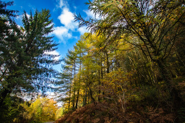 sunset in the forest