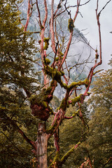 tree in autumn