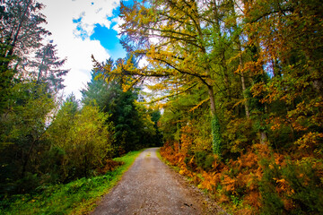 path in the forest