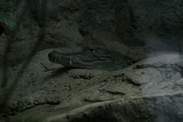 A captive caiman (Caiman latirostris) resting at the bottom of its underwater tank in a zoo