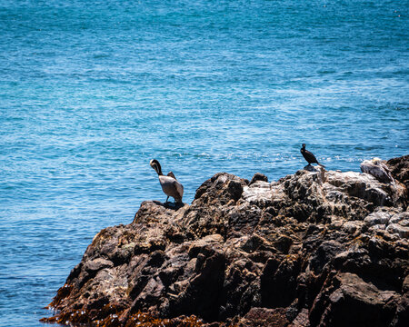 Aves en la caleta de Quintay en Valparaíso buscando alimento en un día soleado a orillas de la playa