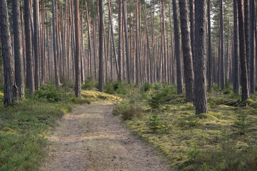 A path through green pine forest