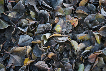 Brown leaves fallen from a tree in the frost