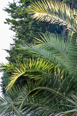 Fototapeta na wymiar palm tree with green large leaves in the southern city 