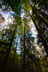 forest in the morning