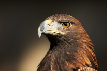 female golden eagle (Aquila chrysaetos) detail head portrait
