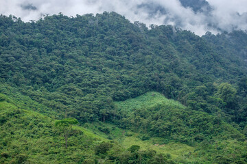 Fototapeta na wymiar bosque humedo, Sierra de los Cuchumatanes, Quiche, República de Guatemala, América Central