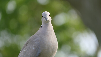 Collared Dove at a bird table in UK