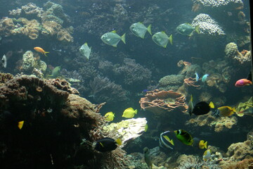 Fototapeta na wymiar An exotic aquarium full of tropical fish, corals, sponges and plants